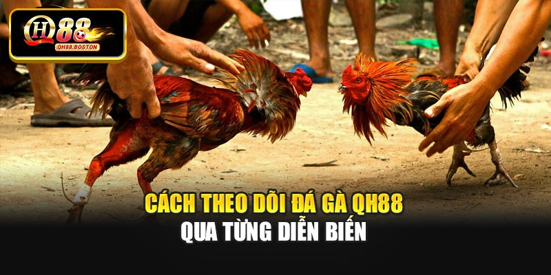 Cách theo dõi đá gà QH88 qua từng diễn biến