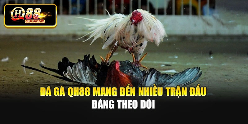 Đá gà QH88 mang đến nhiều trận đấu đáng theo dõi